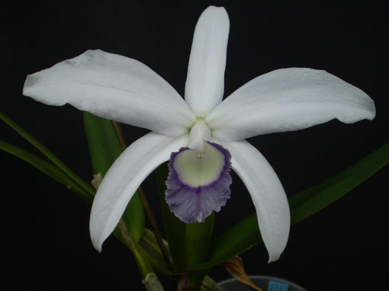 Cattleya perrinii coerulea. Blue variety of the Brazilian species