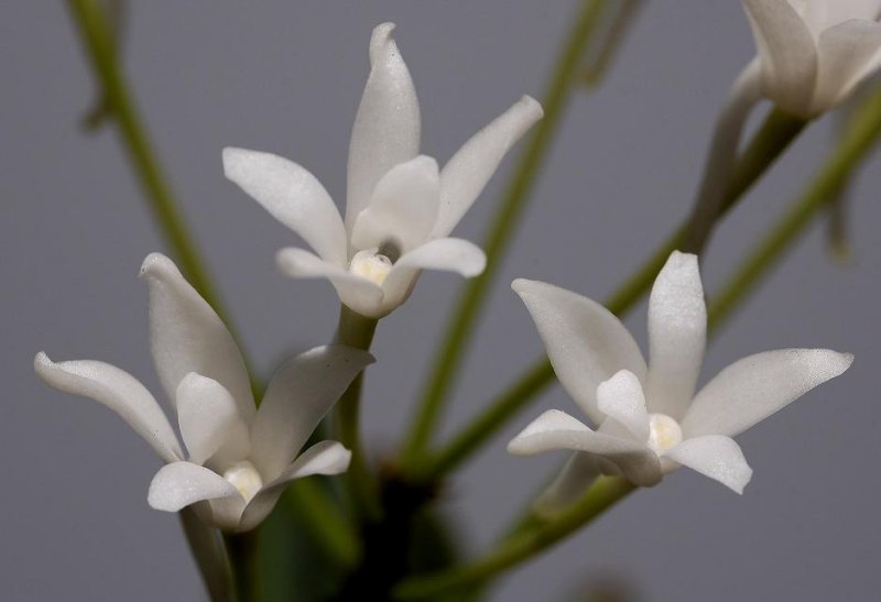 Neofinetia falcata Tamakongo  close up.