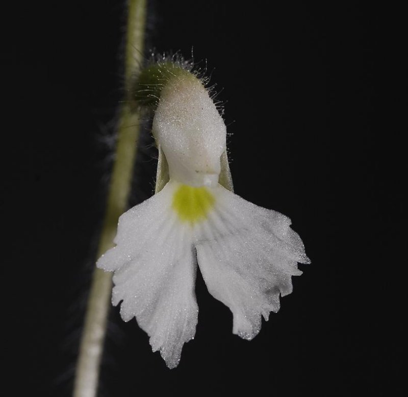 Cheirostylis spathulata flower close-up