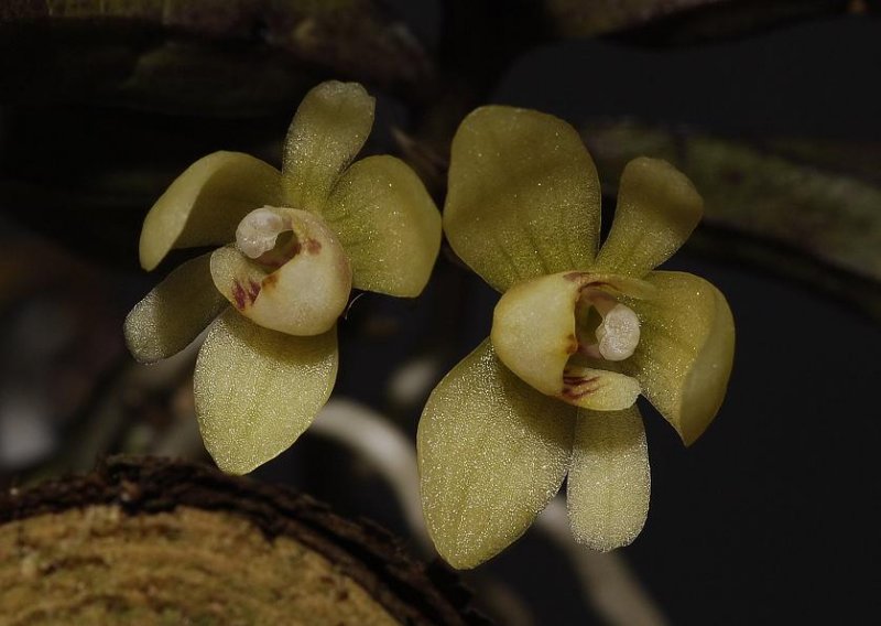 Thrixspermum japonicum