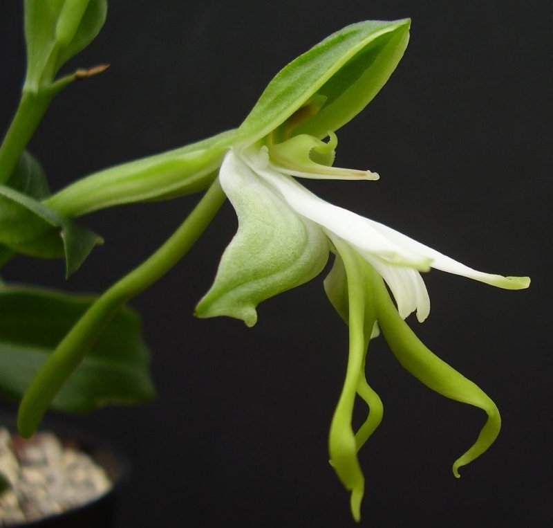 Bonatea speciosa Close-up