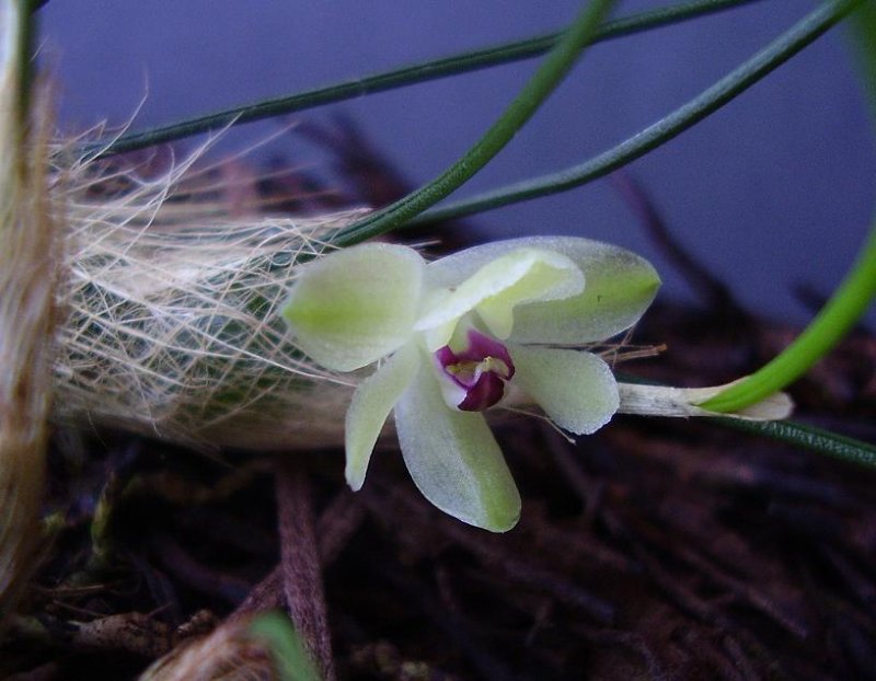 Isabelia virginalis green form