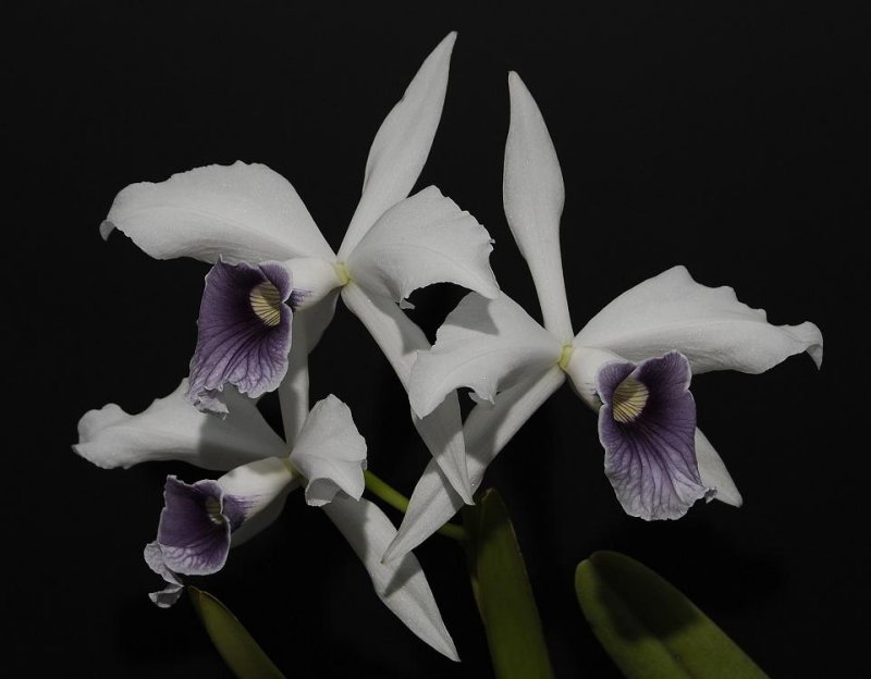 Cattleya purpurata Werkhaeuseri-superba.