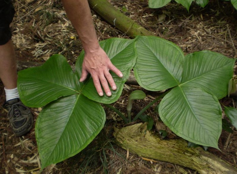 Arisaema ringens.
