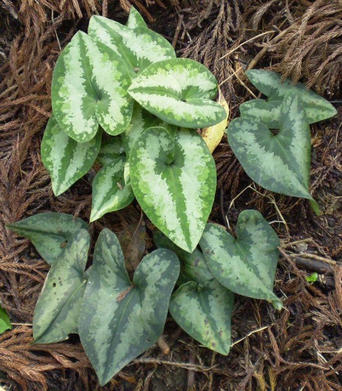 Asarum asaroides