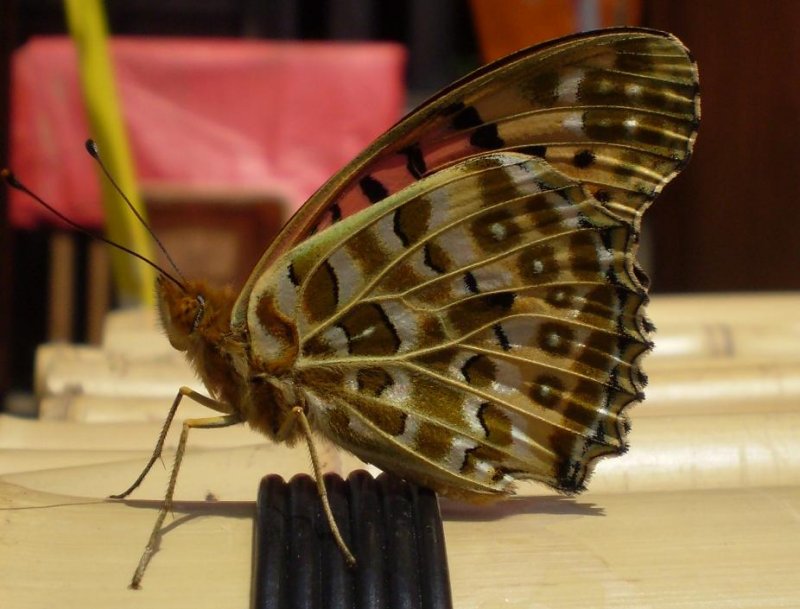 Butterfly at Matsuyama castle.