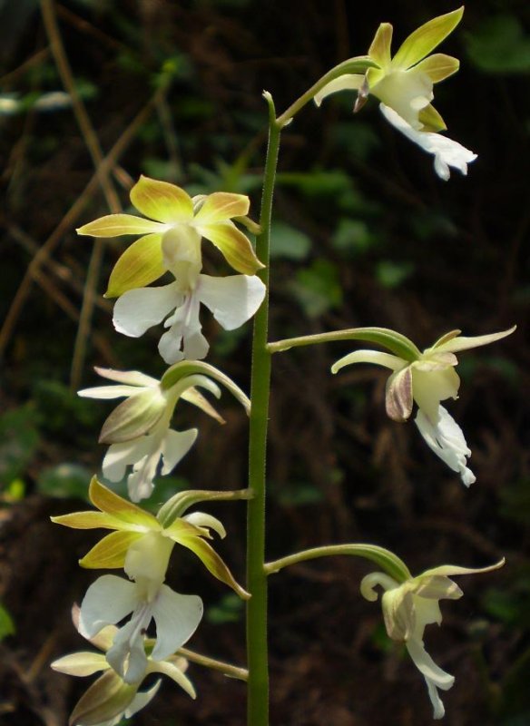 Calanthe discolor.
