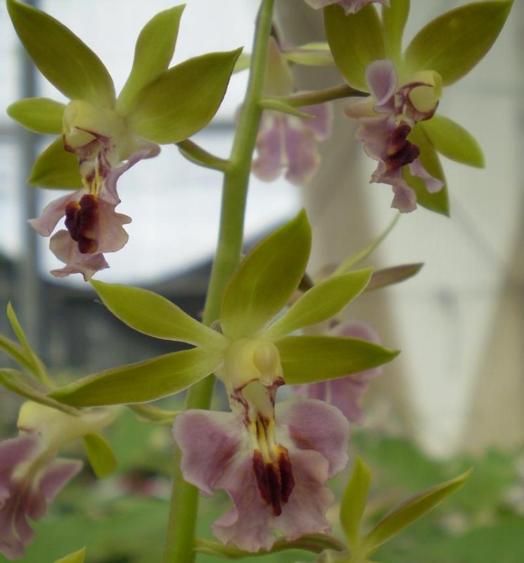 Calanthe hybrid at Shikoku garden  6.