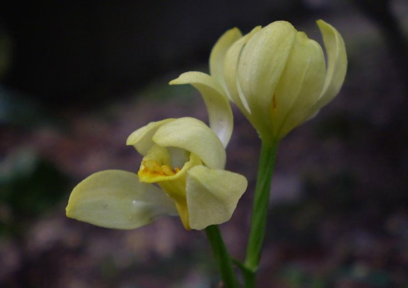 Cephalanthera falcata.