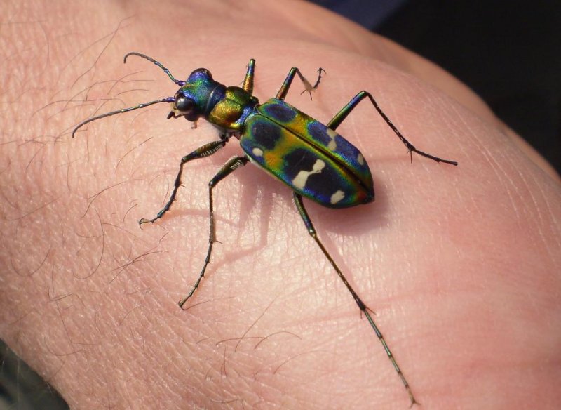 Cicindela chinensis