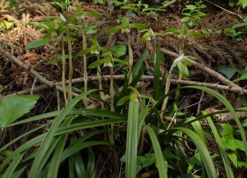 Cymbidium goeringii clump.