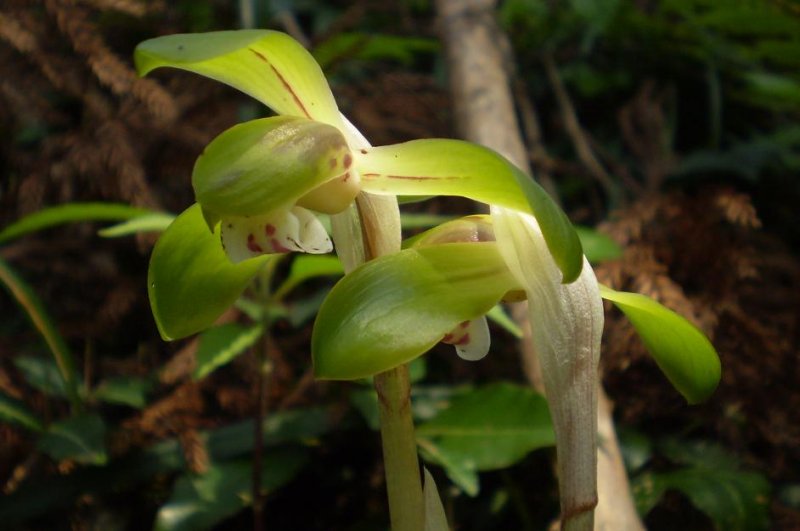 Cymbidium goeringii.