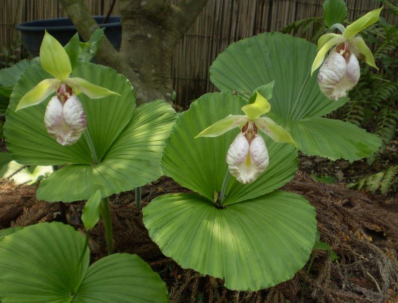 Cypripedium japonicum clump in garden of Tom Velardi.