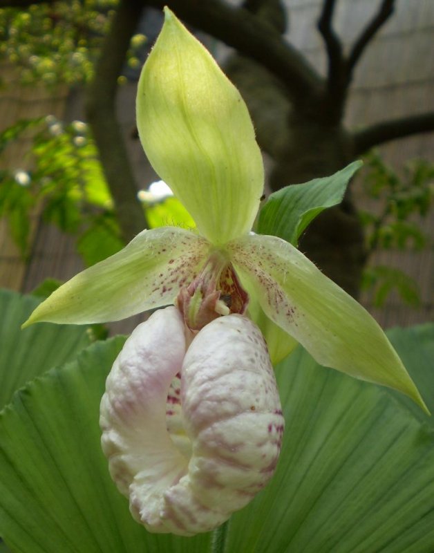 Cypripedium japonicum in garden of Tom Velardi.