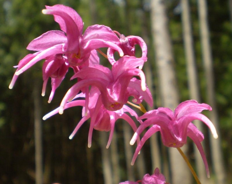 Epimedium grandiflorum.