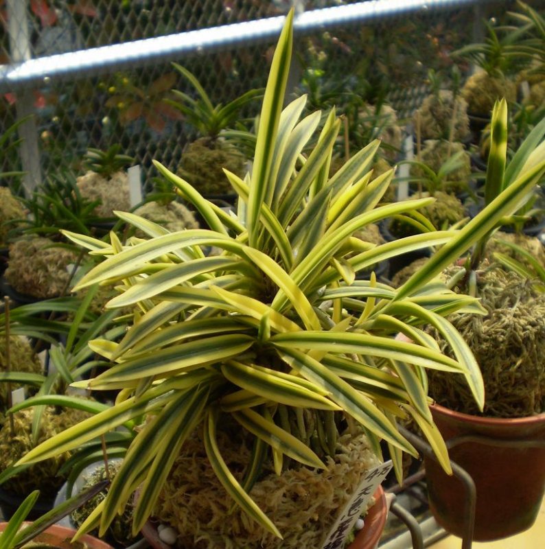 Neofinetia falcata Tenkeifukurin