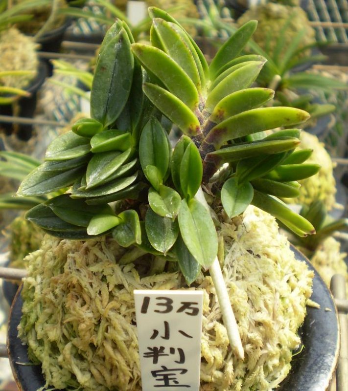 Neofinetia falcata Koban Ho.
