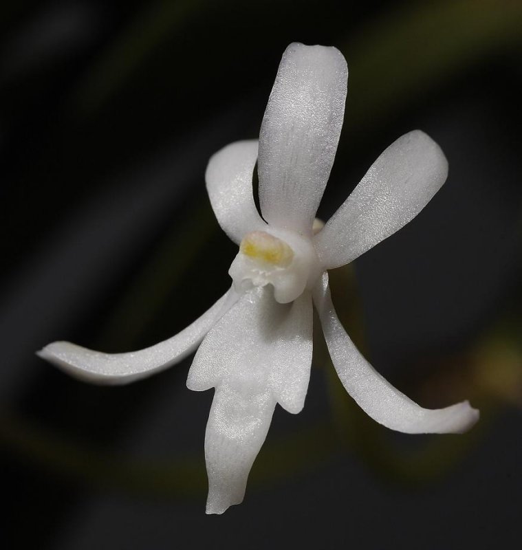 Neofinetia richardsiana flower front view.
