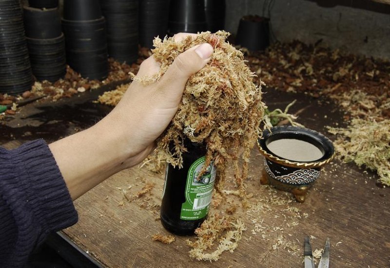 Make a  moss ball of good qualtity sphagnum moss around a bottle.