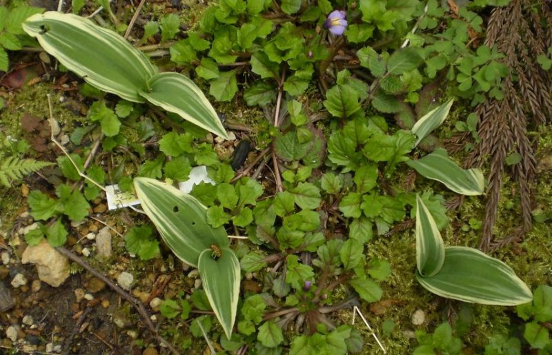 Plathanthera species variegated.