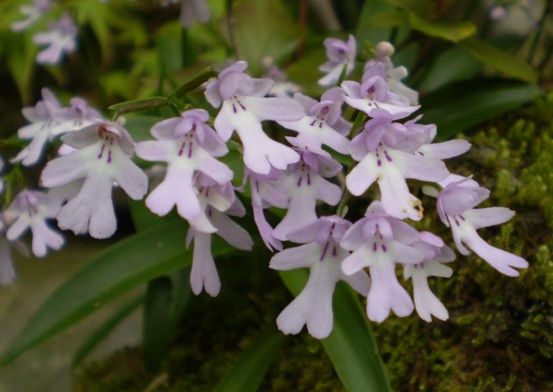 Amitostigma keiskei.orchidgarden.