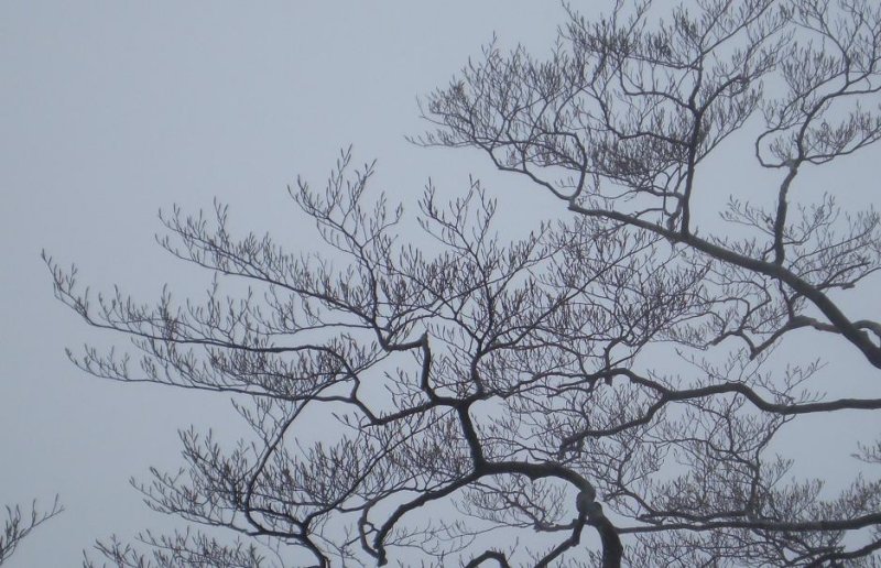 Beech trees still in bud.