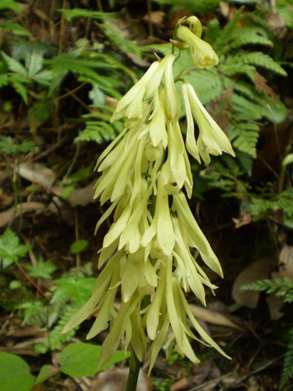 Cremastra appendiculata alba.