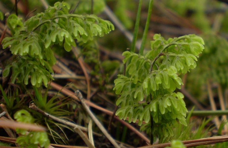Filmy fern.