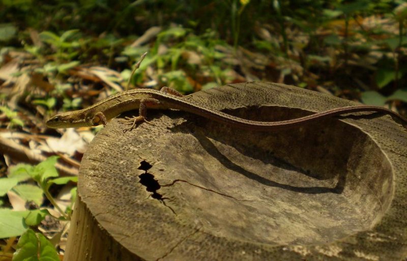 Takydromus tachydromoides on bamboo