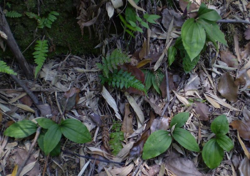 Liparis nervosa. (L. bituberculata)