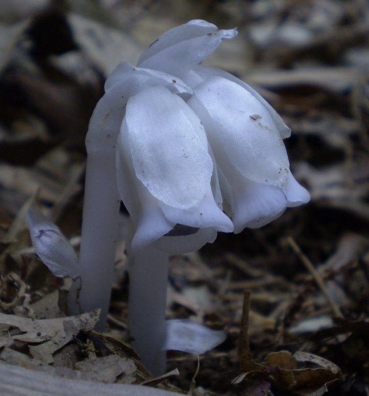 Monotropastrum humile.