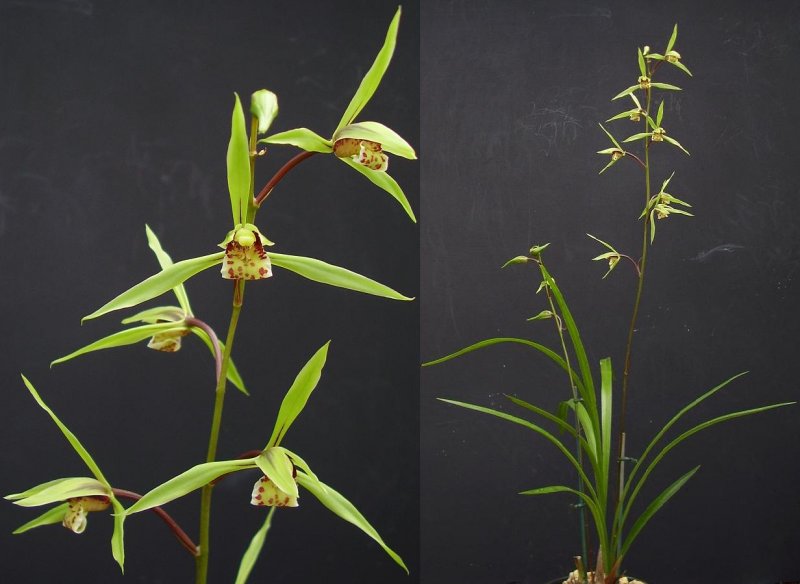 Cymbidium kanran.