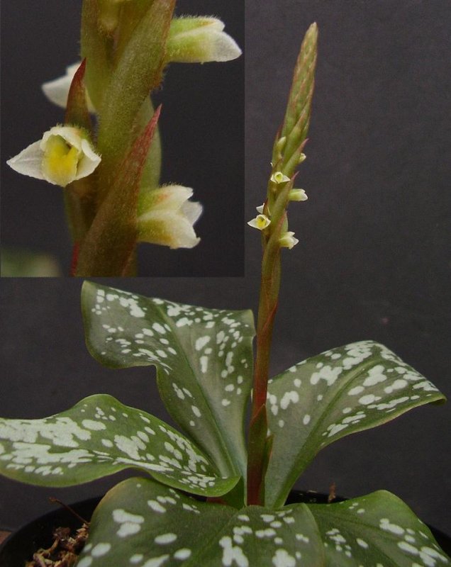 Mesadenella cuspidata.
