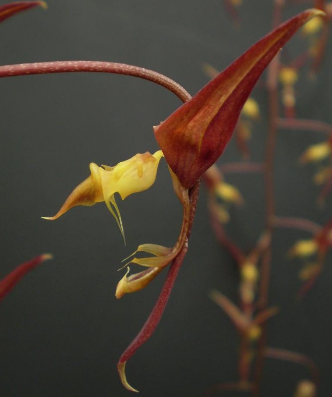 Gongora pleiochroma