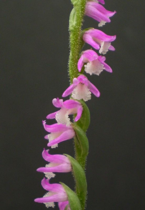 Spiranthes sinensis.