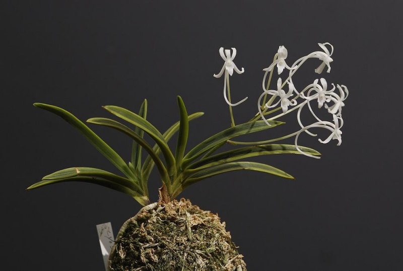 Neofinetia falcata Cyoseiden. variegated clone in different shades of green.