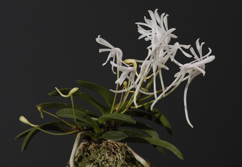 Neofinetia falcata Unkai plant. Pinkish flowers flipped over.