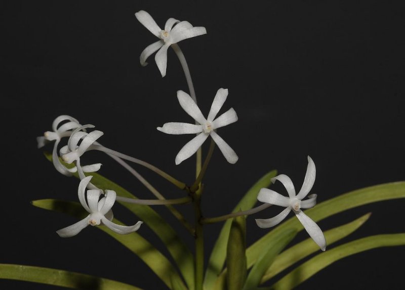 Neofinetia falcata Kinboshi flowers.