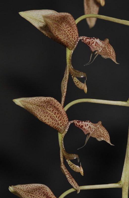 Gongora bufonia