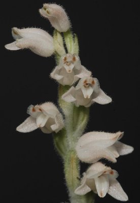 Goodyera schlechtendaliana.