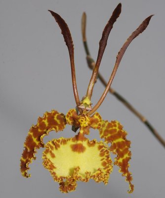 Psychopsis krameriana.