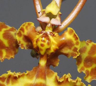 Psychopsis krameriana. Detail.