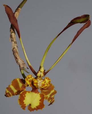 Psychopsis papilio.