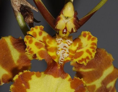 Psychopsis papilio. Detail.