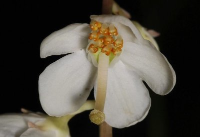Pyrola rotundifolia. Flower close-up.