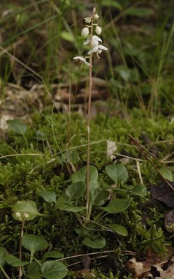 Pyrola rotundifolia.