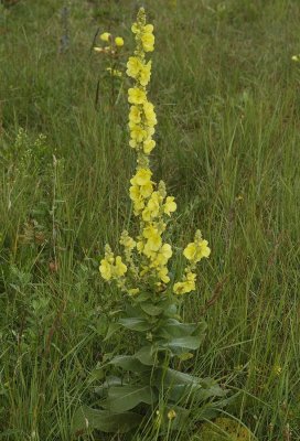 Verbascum phlomoides.