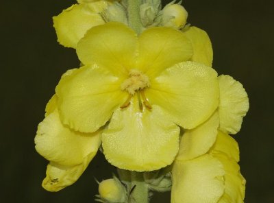 Verbascum phlomoides close-up.