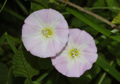 Convolvulus arvensis. Pink form.