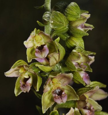 Epipactis helleborine subsp. neerlandica